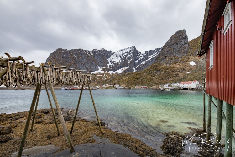 Tørrfisk Norwegischer Trockenfisch bei Reine Lofoten