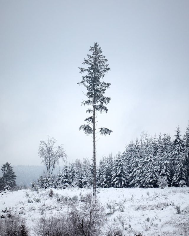 Lonesome tree near Reinsfeld #hochwald